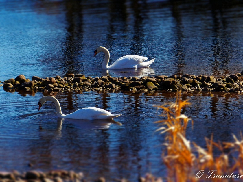 two swans on the river in morning light