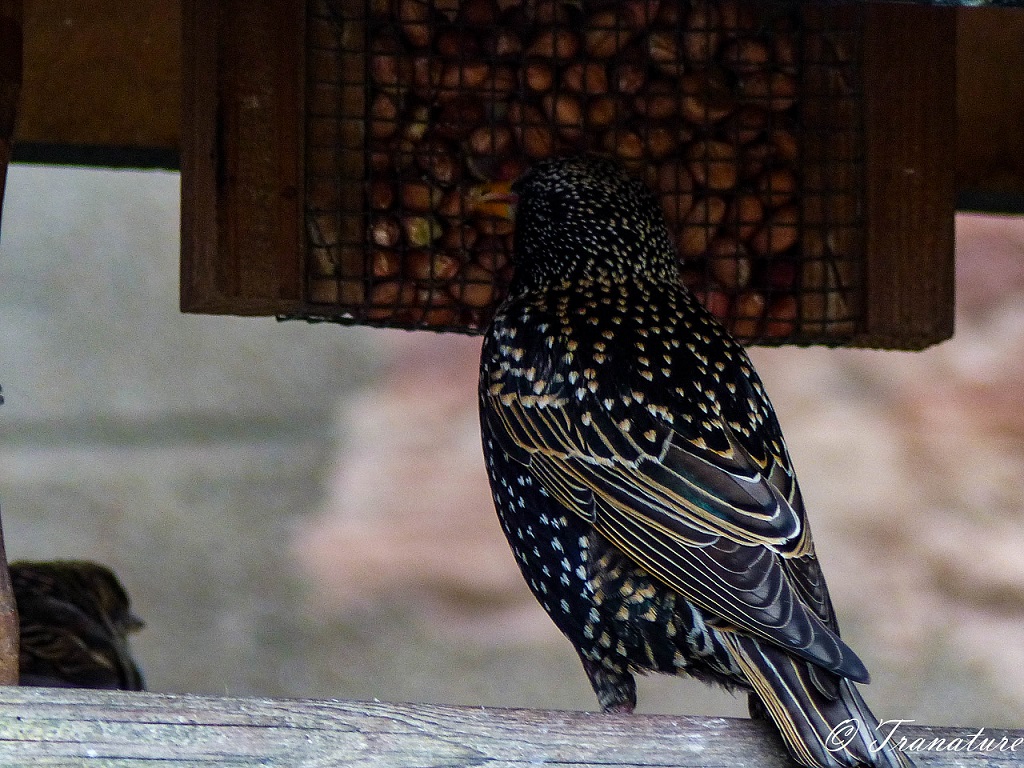 starling eating peanuts from a birdfeeder