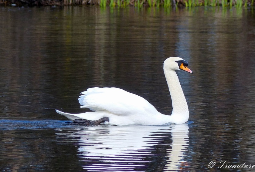 mute swan (cob) swimming in a natural pond