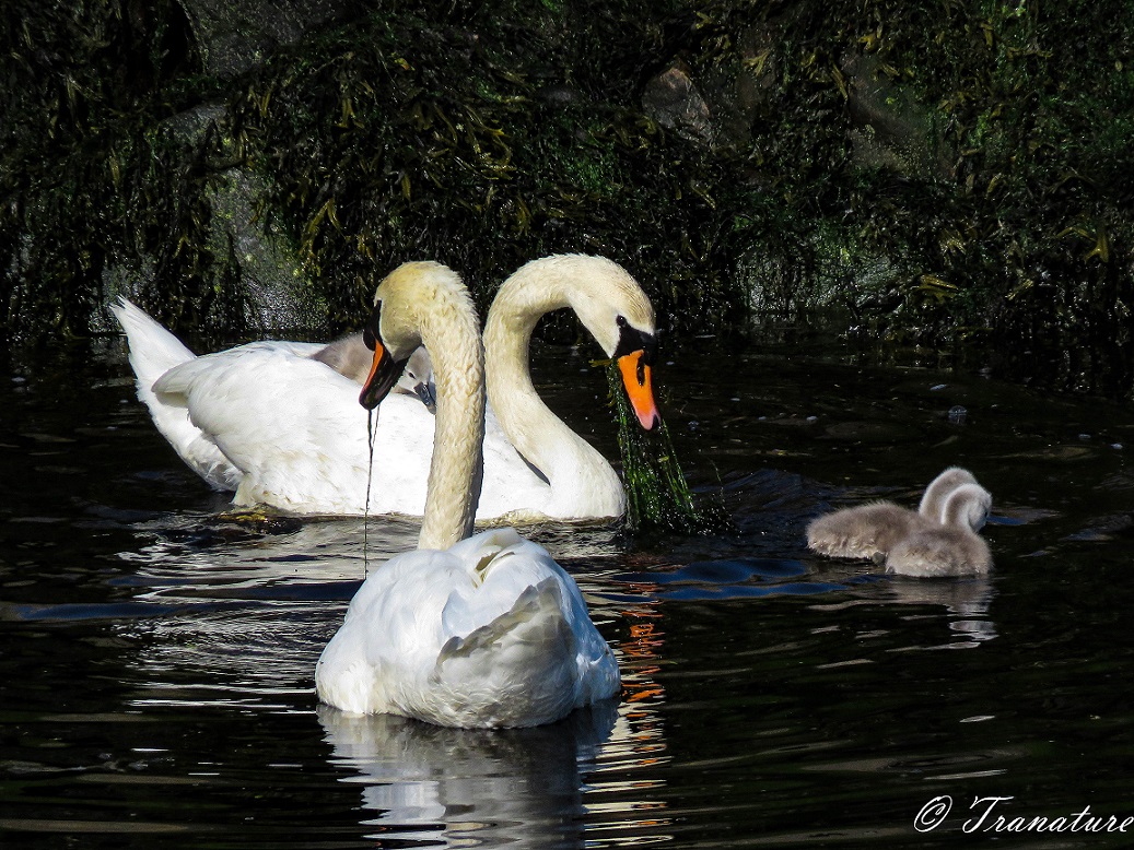 a swan pair (cob and pen) and two cygnets eating seaweed