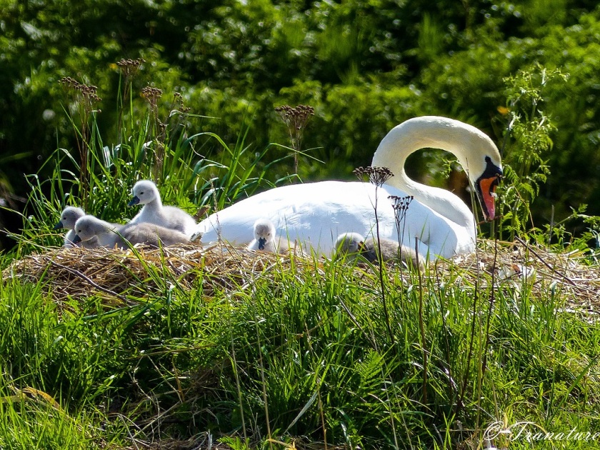 pen on her nest with five cygnets