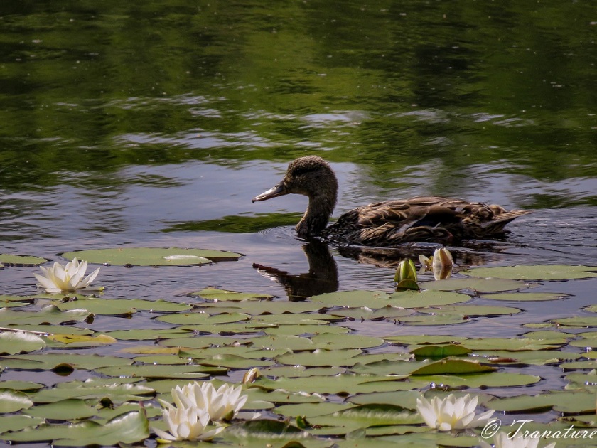 a female mallard duck swimming by flowering waterlilies