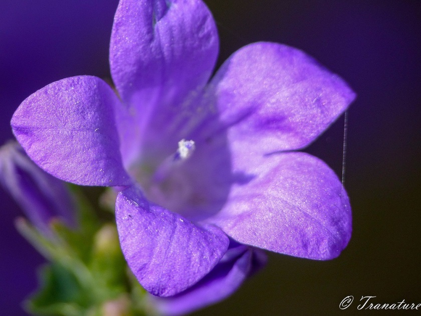 macro shot of an open purple bellflower