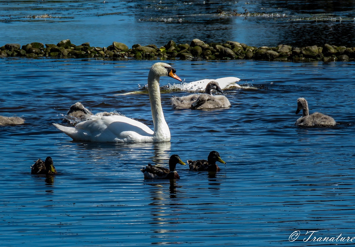 a swan family with cygnets, the cob has his head and neck underwater