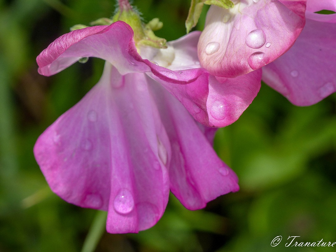 macro image of raindrops on a flowering pink sweat pea