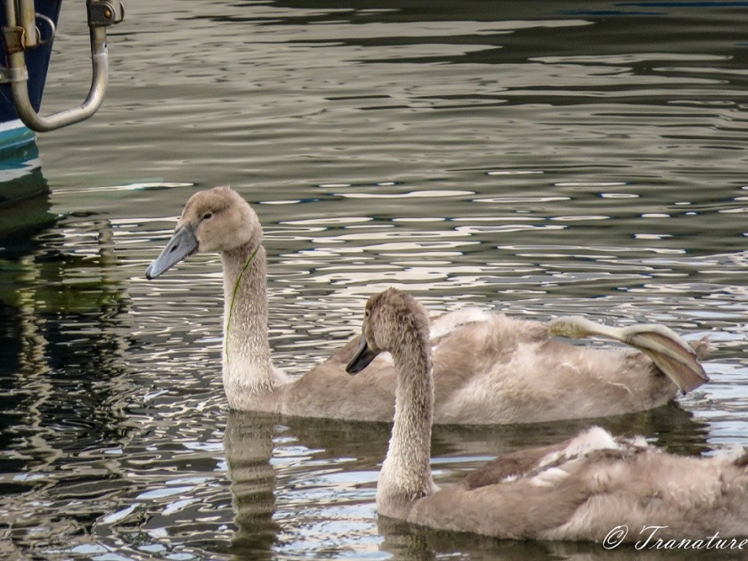 two cygnets swimming in the harbour by a small boat