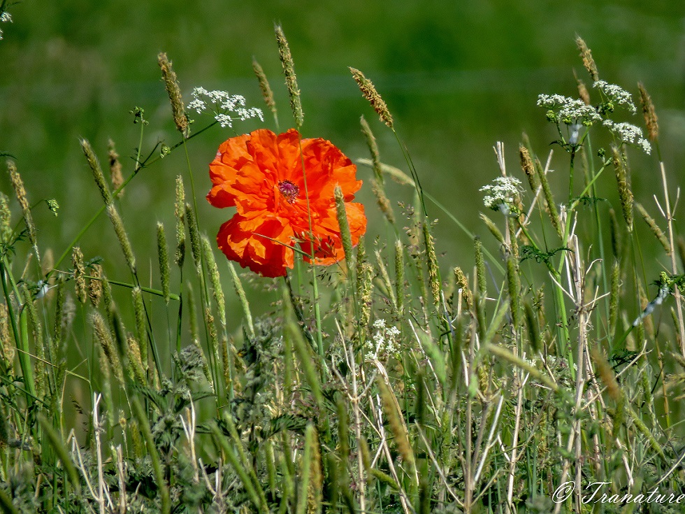 a single orange poppy flower in a field with long grass and wildflowers