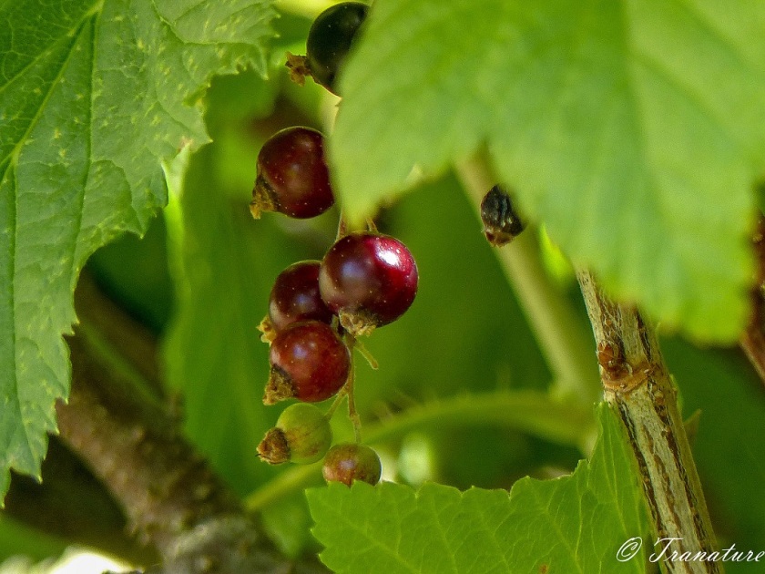 close up of cluster of green blackcurrant turning to red