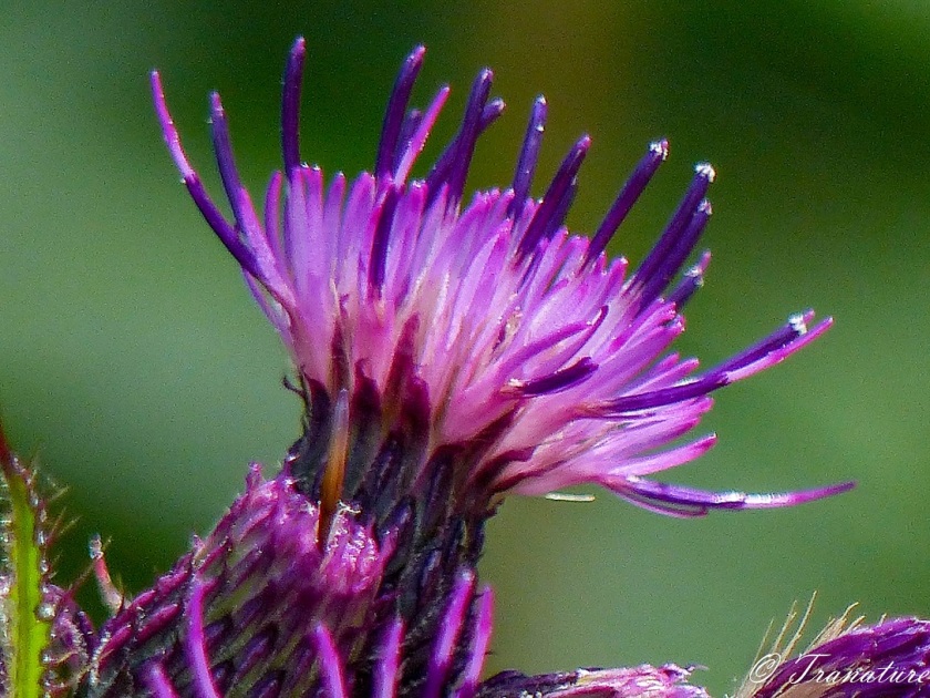 macro shot of a purple marsh thistle