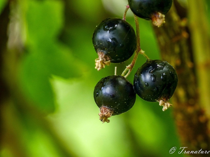 close up of small ripe blackcurrant cluster