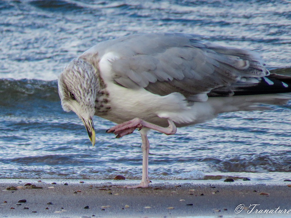 close up shot of a herring gull on tidal sands in front of rolling waves, one leg raised