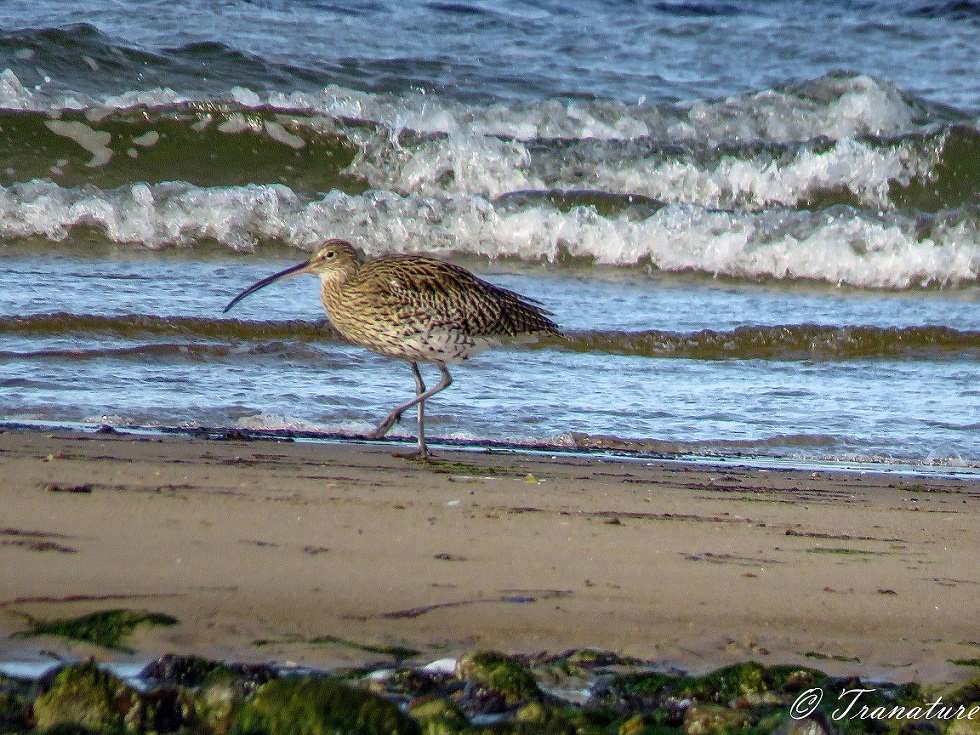 a curlew striding along the shoreline in front of rolling waves