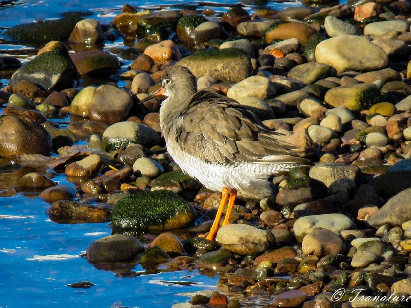 close-up shot of a redshank standing by the river at low tide between the stones