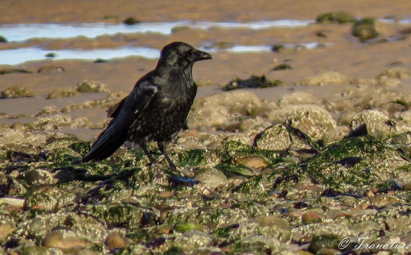 close up of a young crow on seaweed mixed with tidal sand