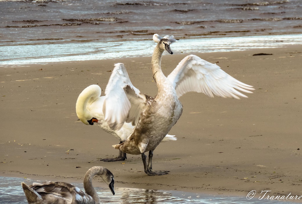 a cygnet spreads his wings on the sandbar, his mother is preening behind him