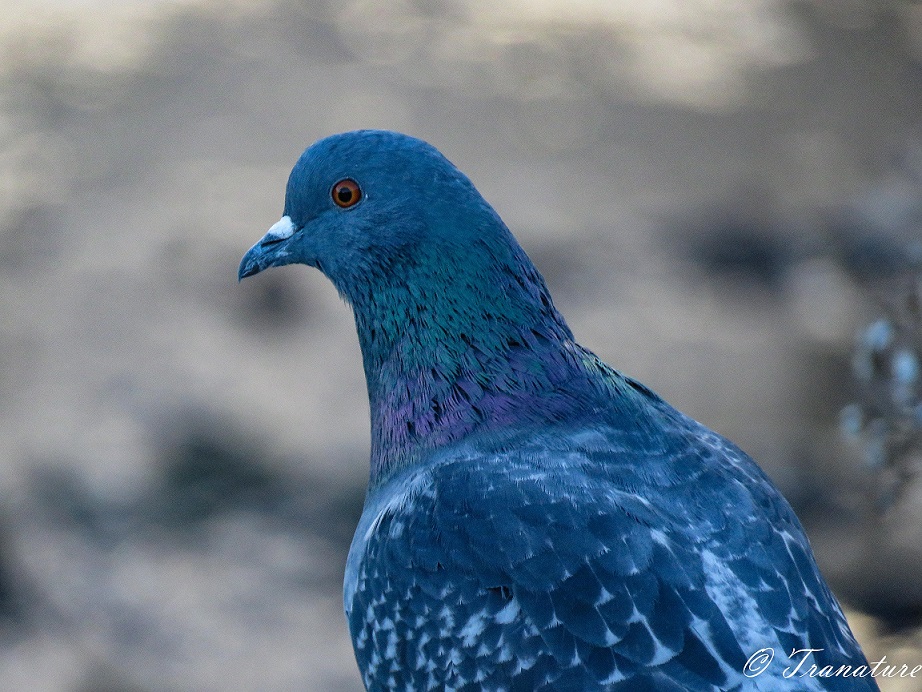 close up shot of a blue pigeon in evening light