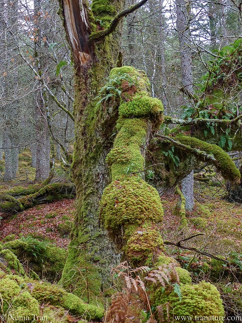 close up of a dead tree offering life to vine, lichen, mosses and more