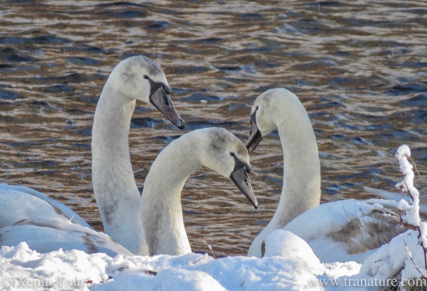 close up shot of three fully grown cygnets by a snow-covered river bank