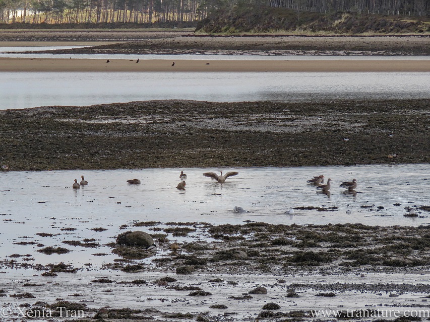 greylag geese and seagulls in the estuary at low tide