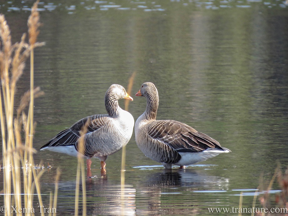 a pair of greylag geese bonding in shallow water beside reeds
