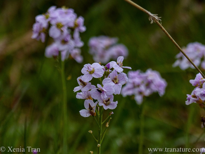 close up shot of Cuckoo Flowers with blurred flowers in the bokeh