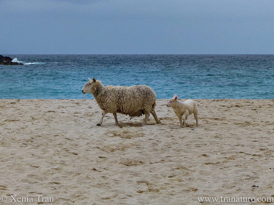 a lamb following her woolly mother on the beach