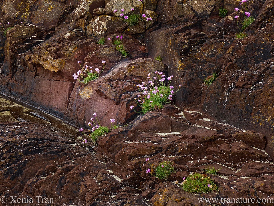 sea pinks growing on the rocks