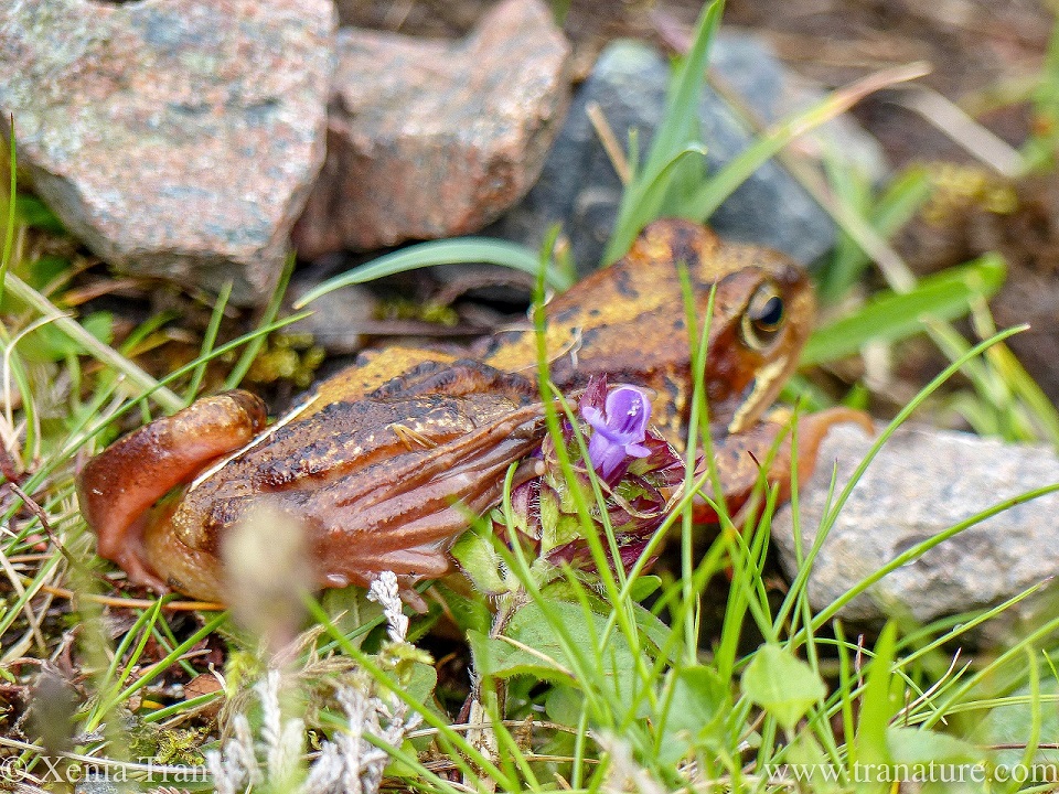 a golden striped frog sitting between stones, grass and wildflowers