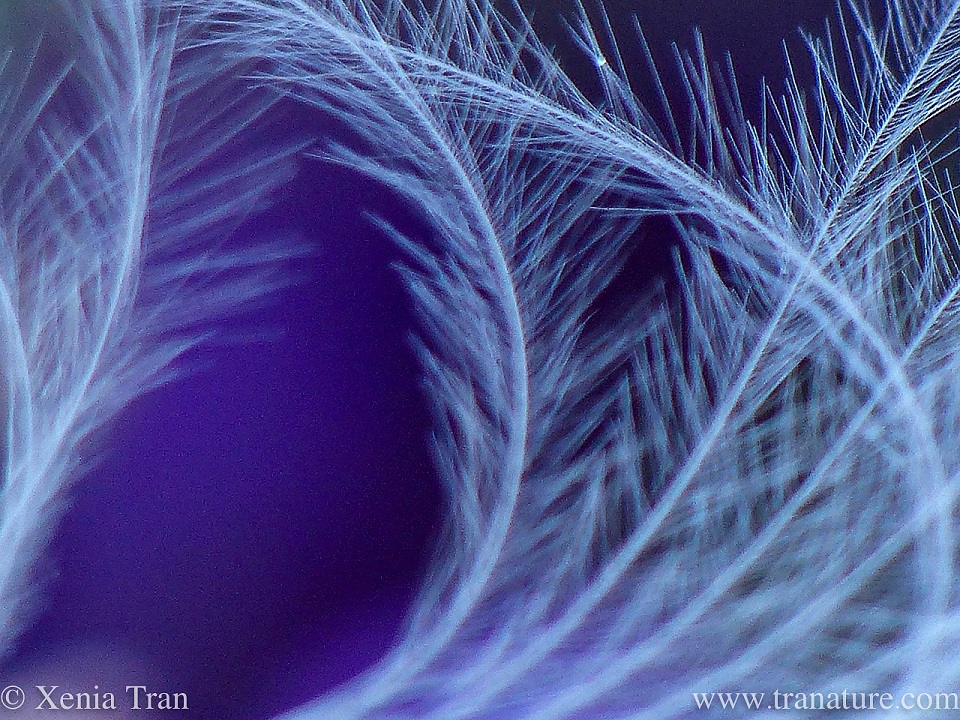 macro shot of a white feather