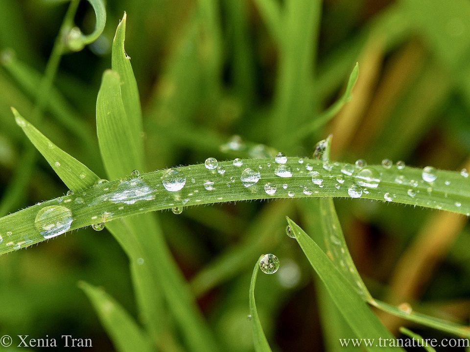 macro shot of raindrops on blades of grass