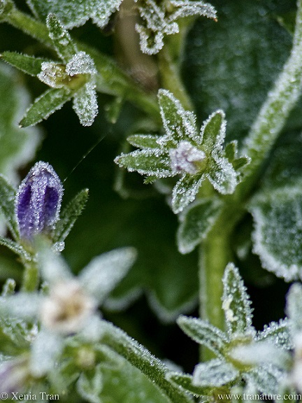 macro shot of frost covered bellflower leaves and buds