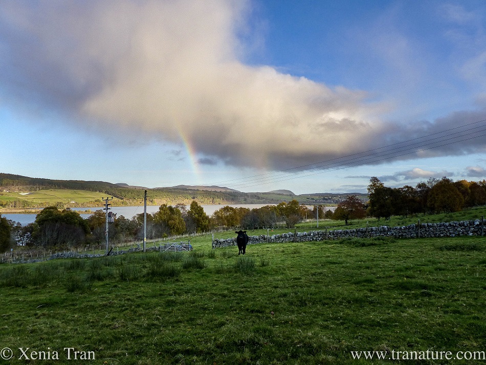 a young Aberdeen Angus in a field with a rainbow coming out of the cloud behind him