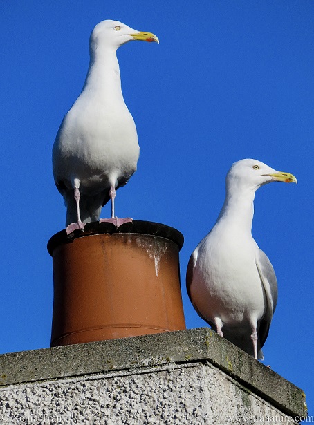 a pair of mature herring gulls on a chimney against a blue sky
