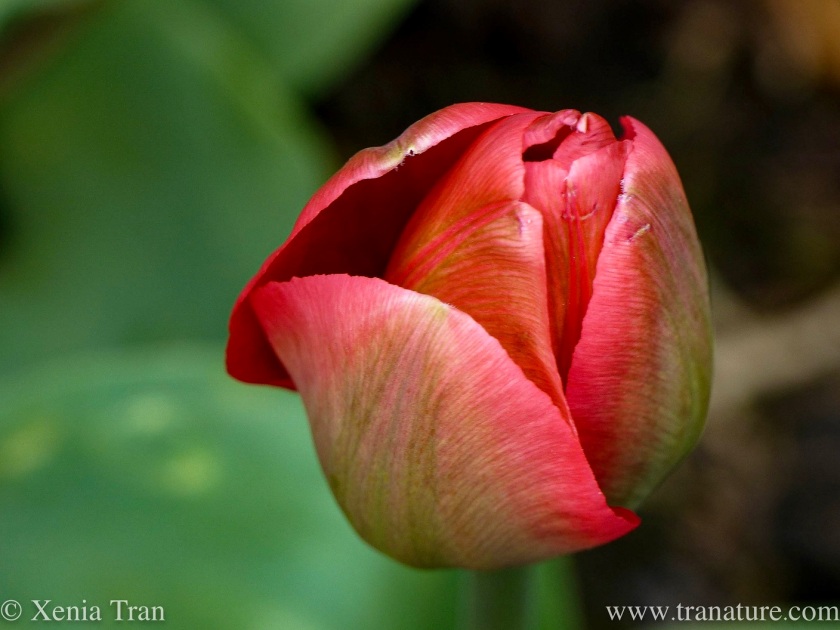 macro shot of a red and coral tulip opening