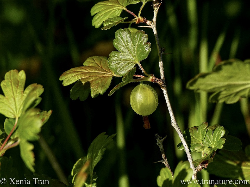 close up of a ripening gooseberry in the evening sun
