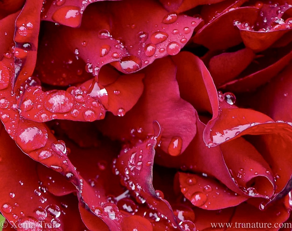 macro shot of the top left segment of a red rose with raindrops