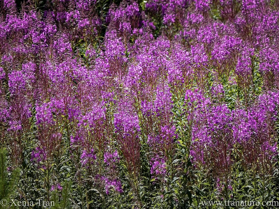 Rose-Bay Willow Herb growing in a forest clearing