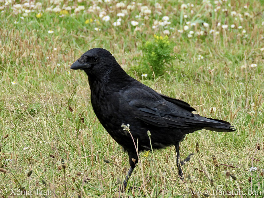 a smiling carrion crow walking through grass