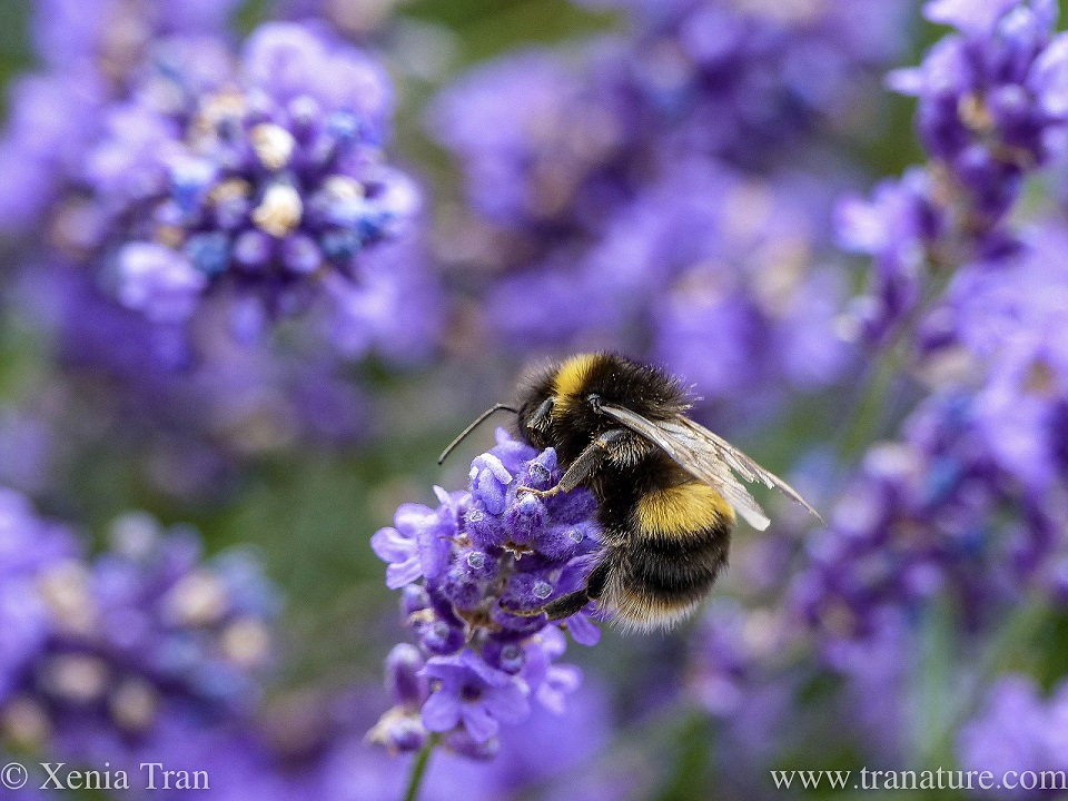 macro shot of a bumble bee feeding on lavender, seen from behind