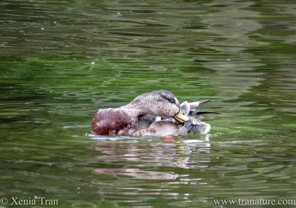 close up of a preening duck on the water