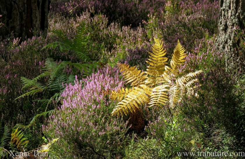 purple heather in bloom with a golden fern
