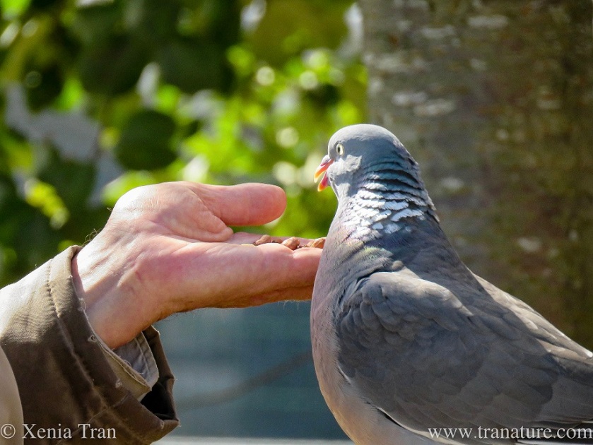 close up of a wood pigeon feeding from a hand