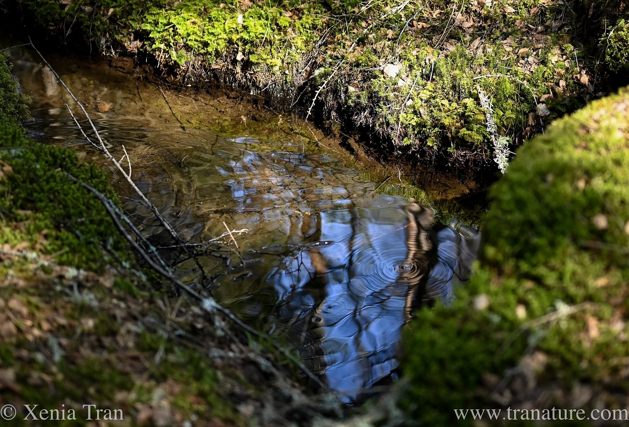 rings forming inside a woodland stream