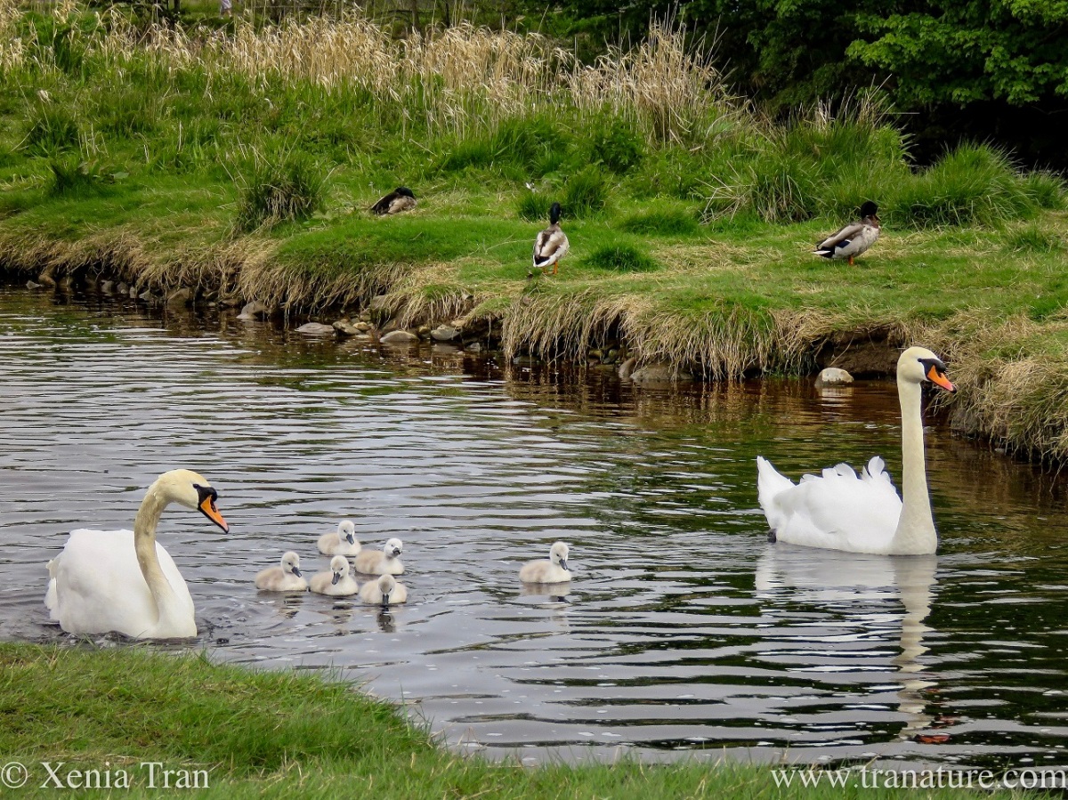 a swan family on the river with six cygnets