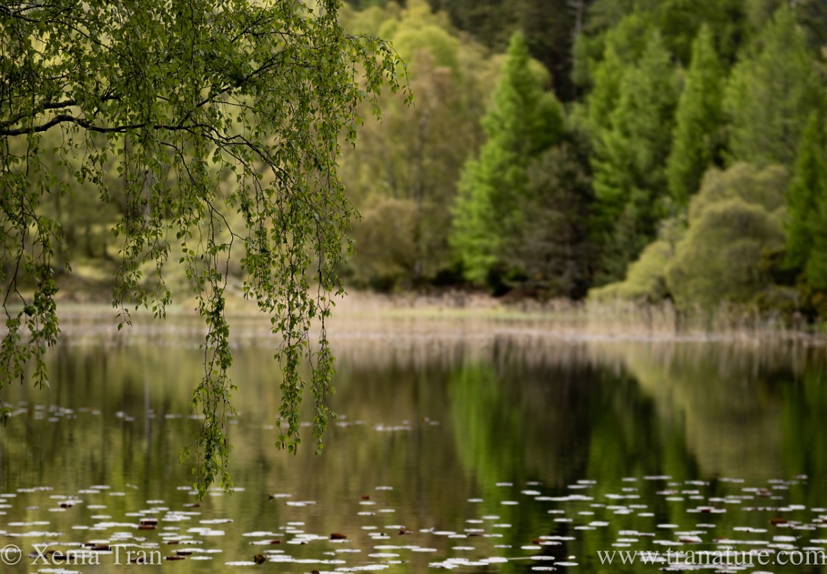 Lochan Mor in late spring with reflections and shadows