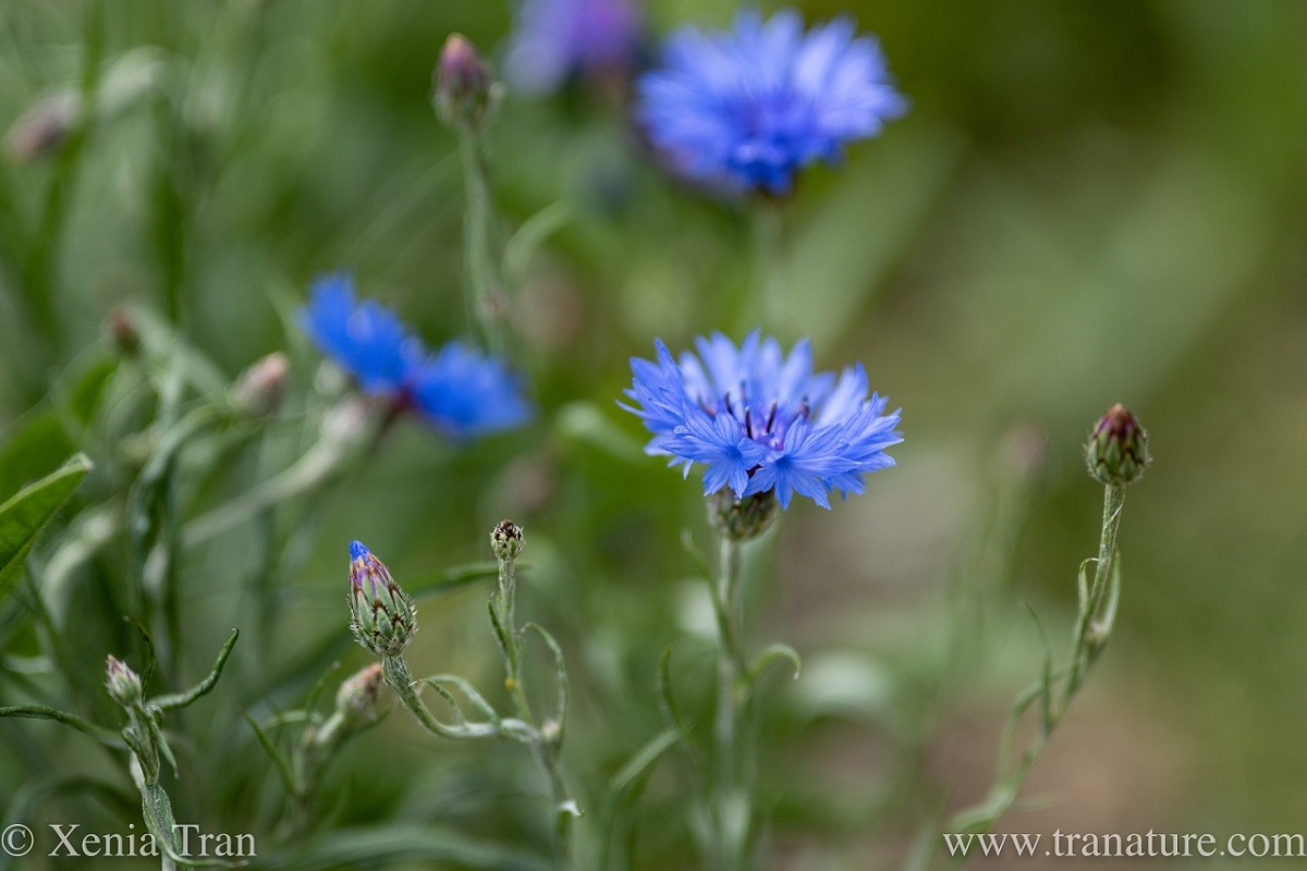 close up of cornflowers in bloom and buds