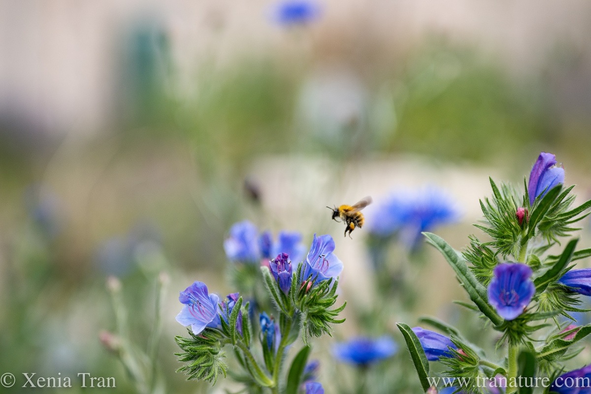 a honeybee landing approaching a viper's bugloss flower for landing