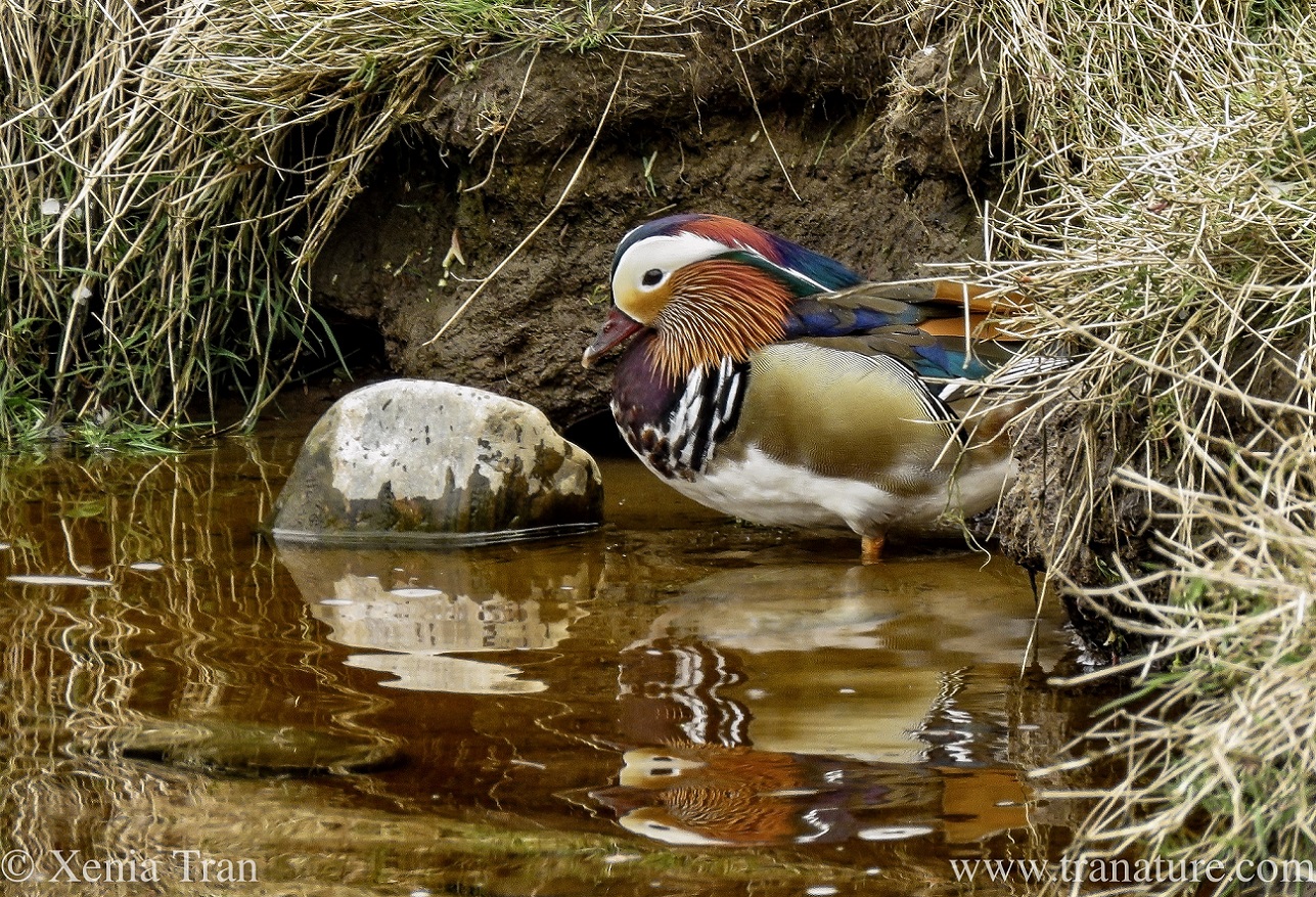 a mandarin duck in the shallows of a tidal river