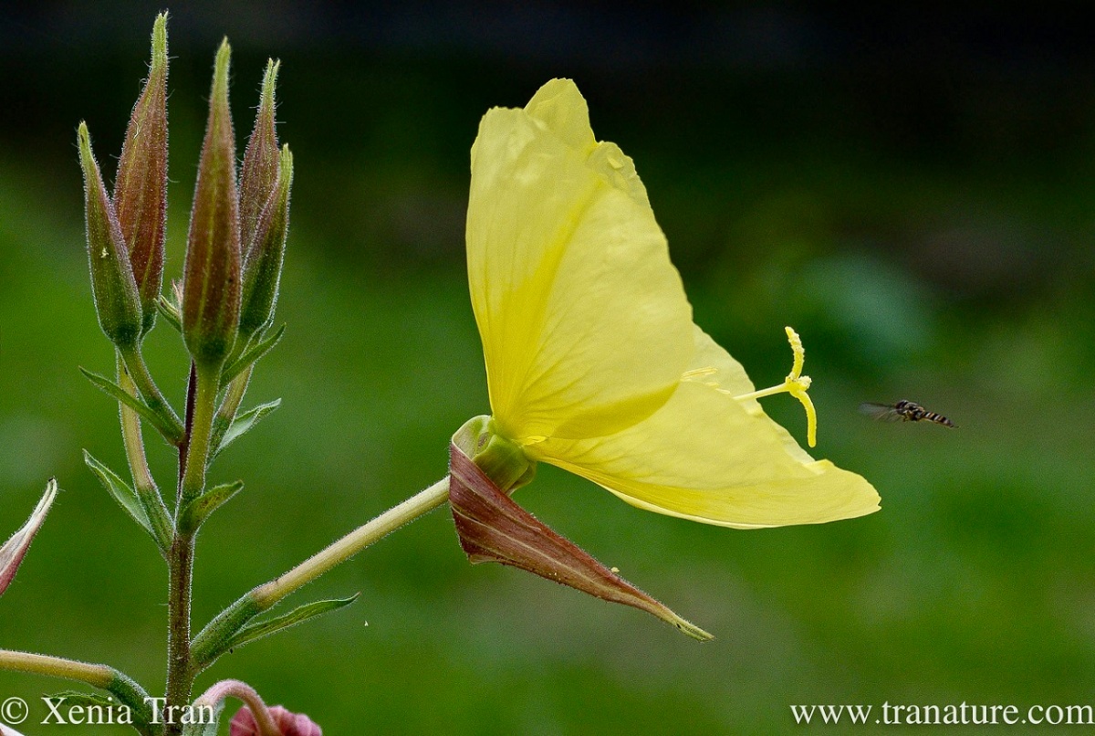 evening primrose flower and buds with a hoverfly