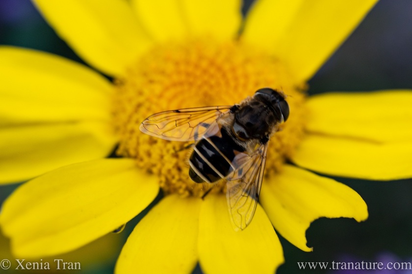 macro shot of a leafcutter bee on corn marigold